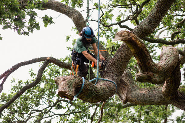 Trusted Preston, MN Tree Care Experts