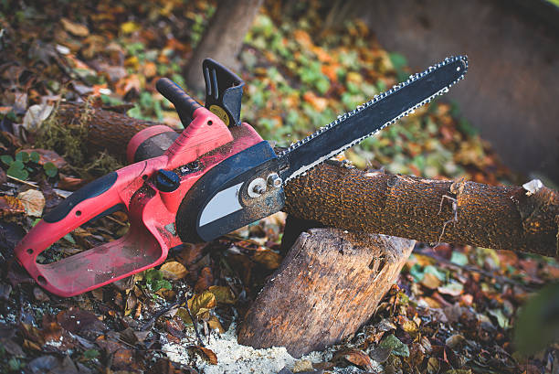 How Our Tree Care Process Works  in  Preston, MN